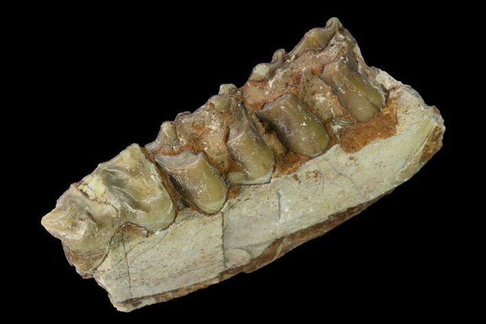 Oreodont (Merycoidodon) Jaw Section - South Dakota #157404
